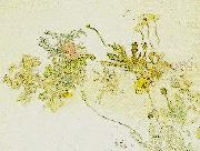 Carl Larsson blommor- nyponros och backsippor oil painting on canvas